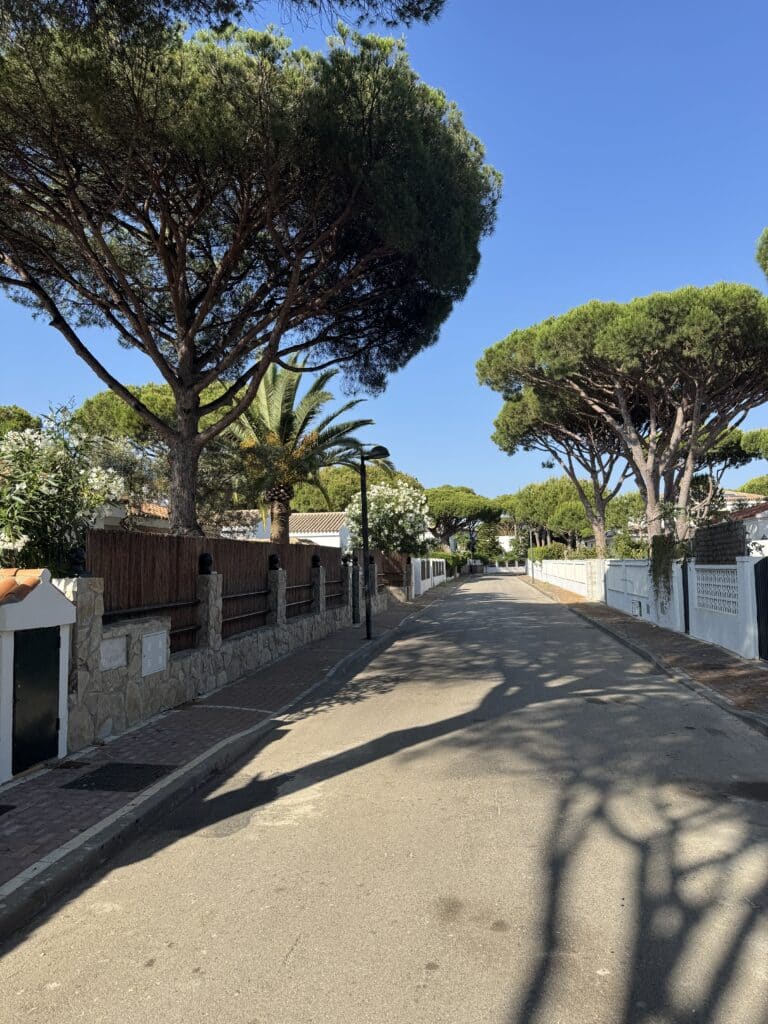 Sonnige Straße flankiert von großen Bäumen und Steinmauern, mit palmengesäumten Vorgärten und klarblauem Himmel im Hintergrund.